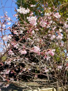 大阪城公園　
桜