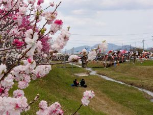 源平桃
こいのぼり
