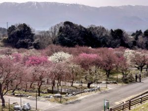 いねべ市 梅林公園